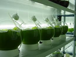 desarrollan biotecnologia para algas, biotecnologia en lagas, biotecnologia para algas