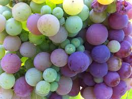 Uvas acarameladas, Uvas acarameladas receta, Uvas acarameladas recetario