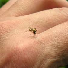 capturan mosquito portador chikungunya, ofrecen dinero mosquito chikungunya, mosquito portador virus chikungunya