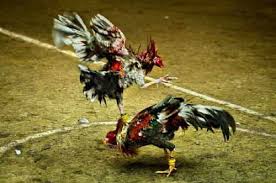 detienen peleas clandestinas, peleas de gallo clandestinas, detienen peleas de gallos