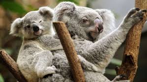sacrifican koalas en australia, sacrifican koalas australia, matan 700 koalas australianos
