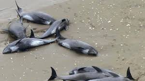 delfines varados playa japonesa, delfines varados en japon, 150 delfines en japon