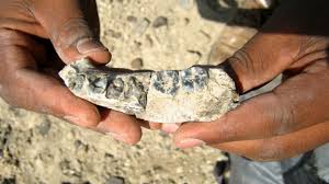 encuentran antecesor humano etiopia, encuentran otro antecesor humano, encuentran antecesor humano