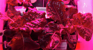 cultivada en espacio lechuga, lechuga cultivada en espacio, primera lechuga cultivada